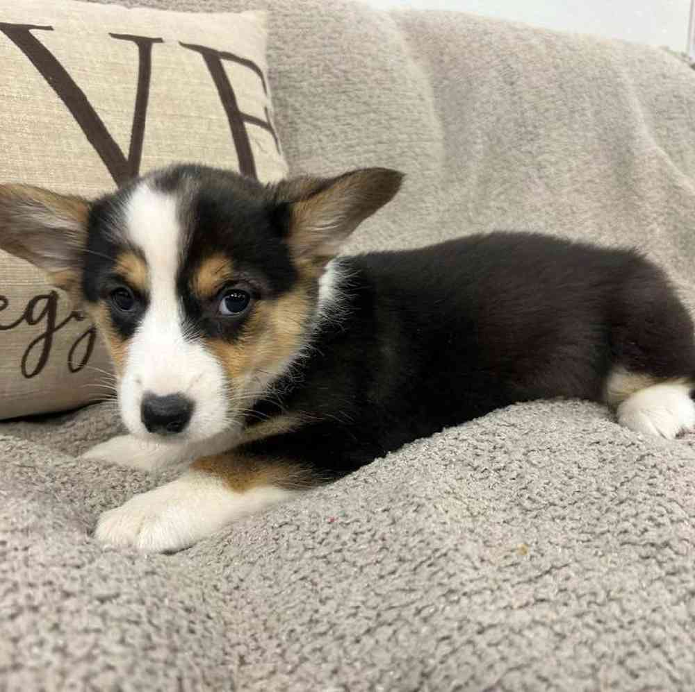 Image of a pet breed in the gallery