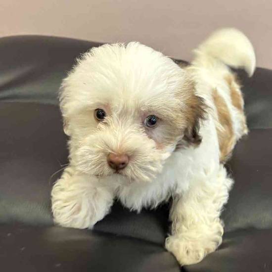Havanese