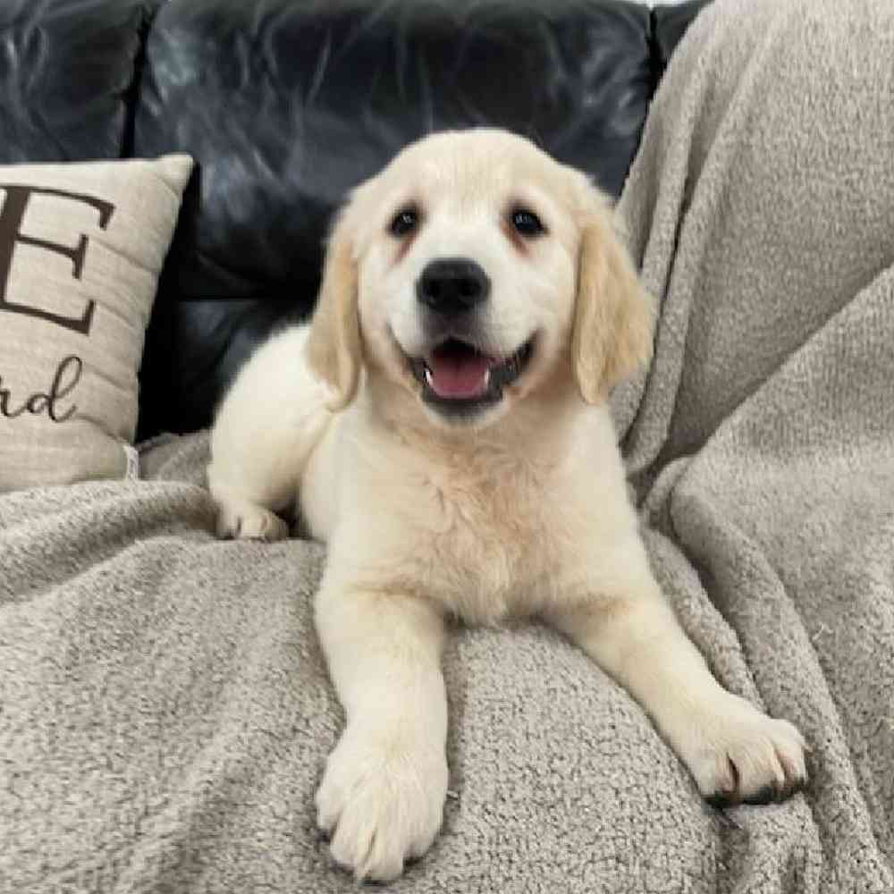 Image of a pet breed in the gallery