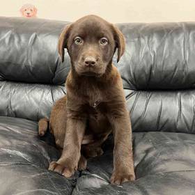 Labrador Retriever