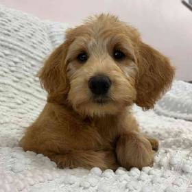 Labradoodle