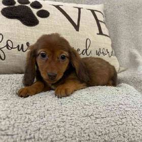 Dachshund