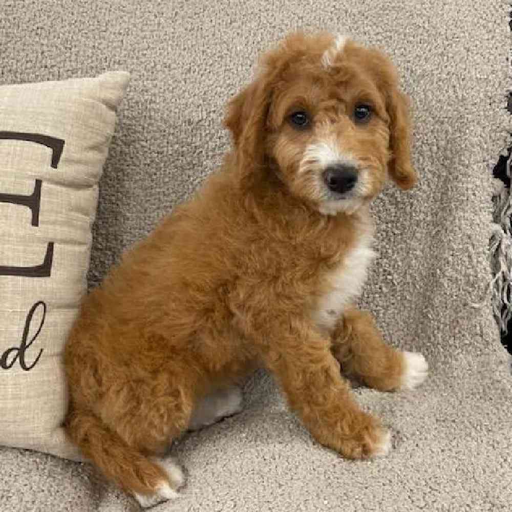 carousel pet images