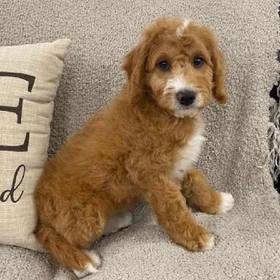 Mini Goldendoodle