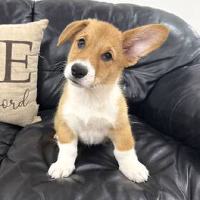 Pembroke Welsh Corgi