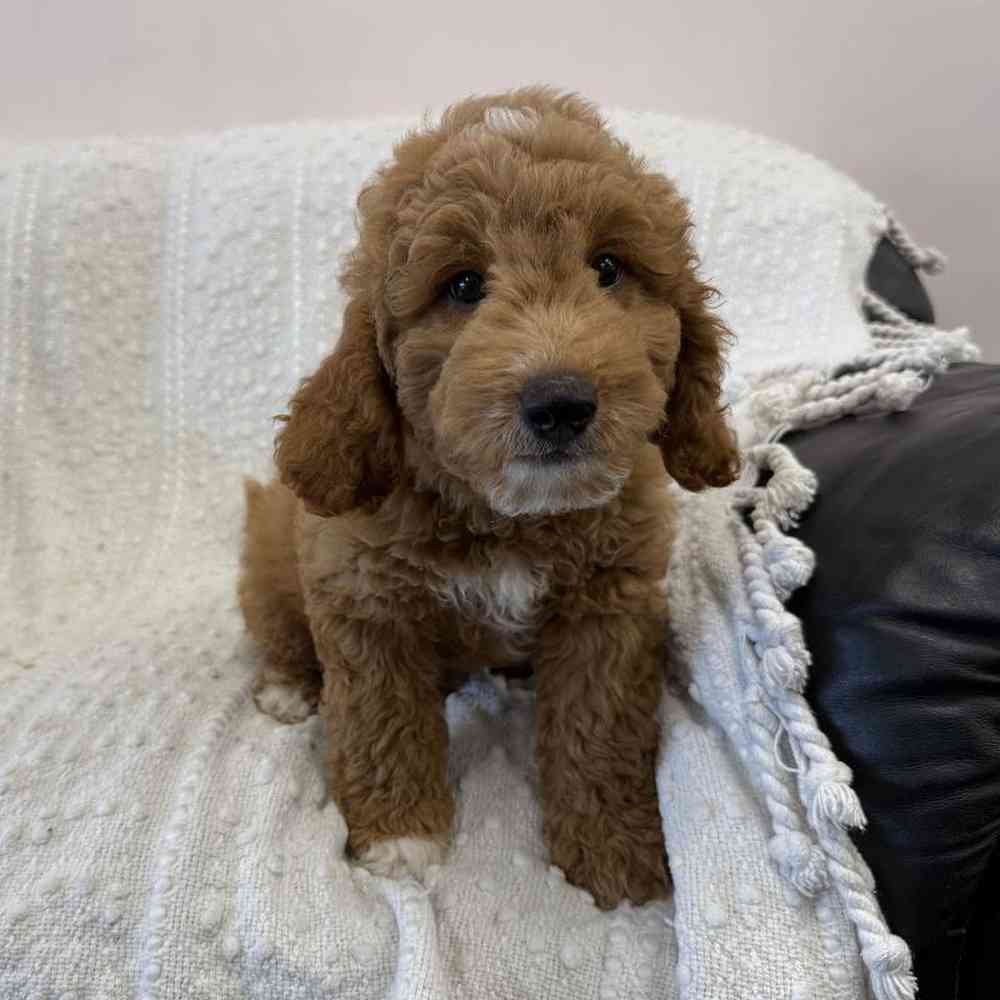 Image of a pet breed in the gallery