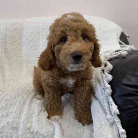 Mini Goldendoodle