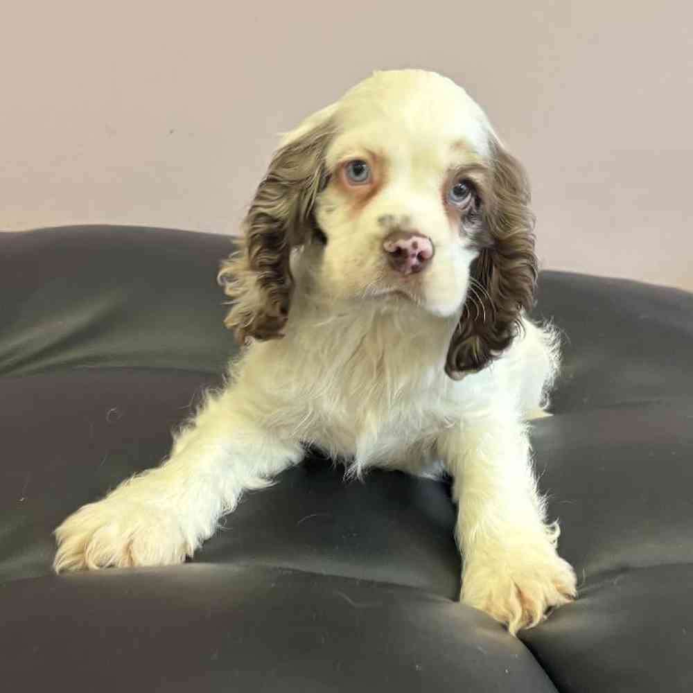 Image of a pet breed in the gallery