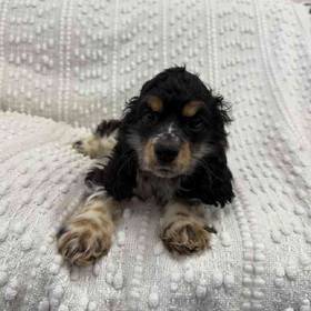Cocker Spaniel