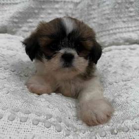 Lhasa Apso