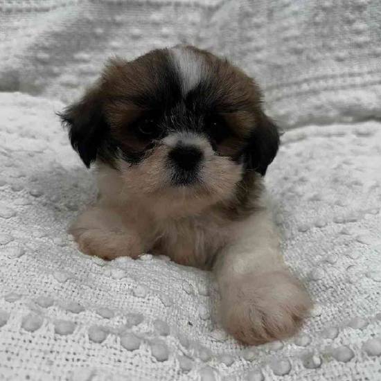 Lhasa Apso