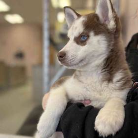 Husky