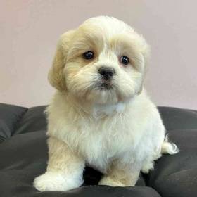 Peke-a-poo