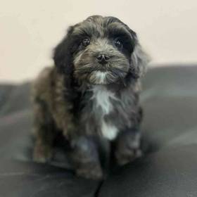 Cockapoo