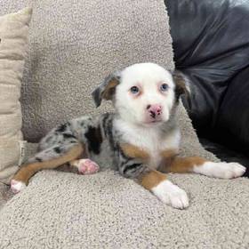 Mini Aussie