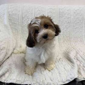 Cavachon