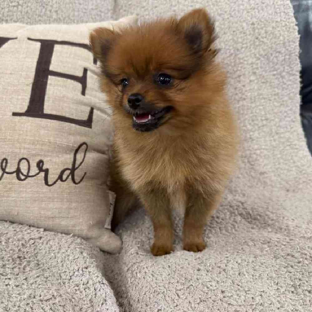 carousel pet images