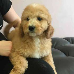 Cavapoo
