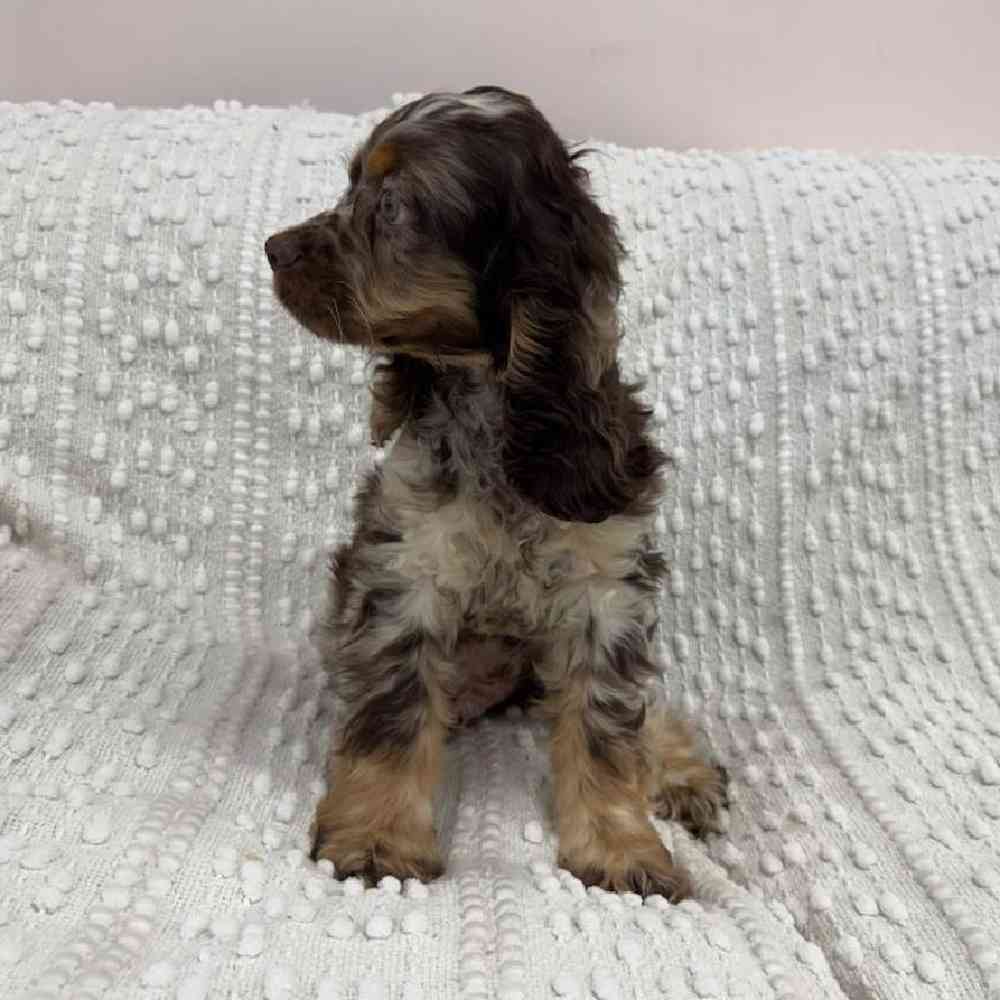 carousel pet images