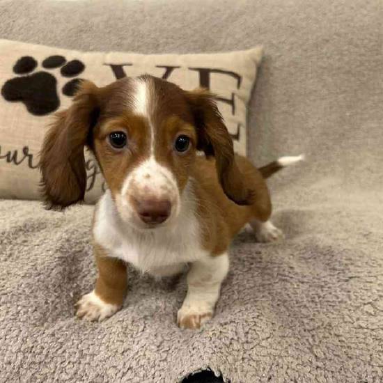 Dachshund