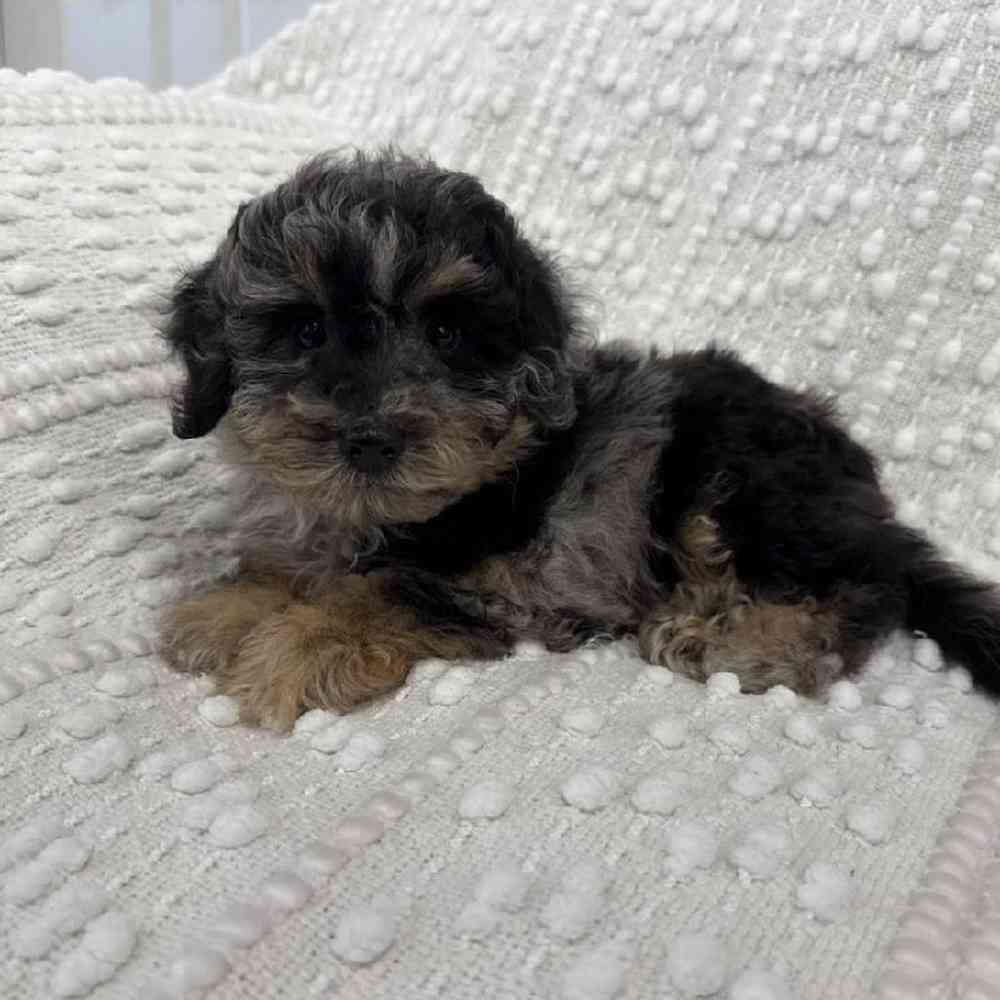 Image of a pet breed in the gallery