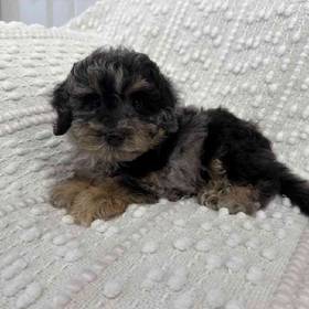 Bichon-Poo