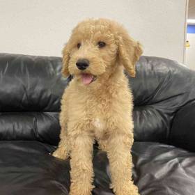 Goldendoodle