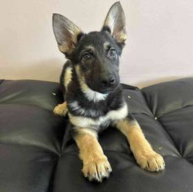 German Shepherd