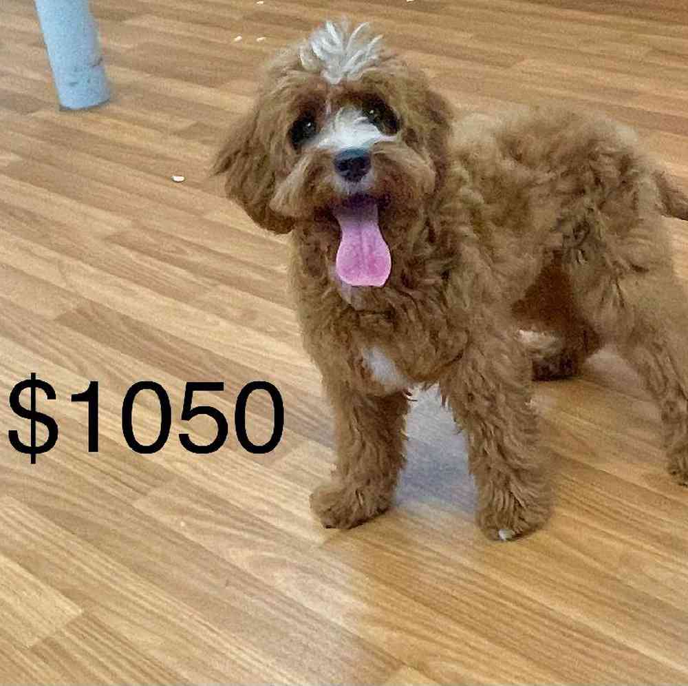 carousel pet images