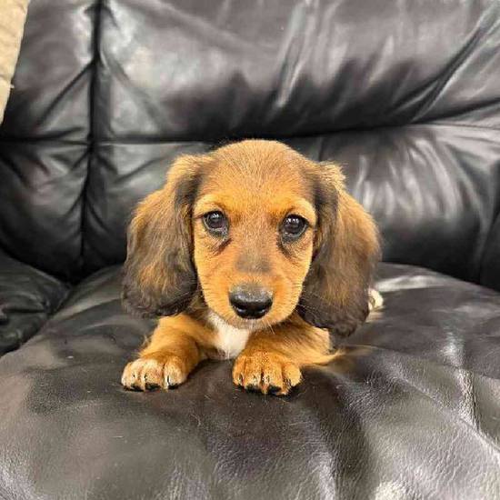 Dachshund