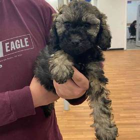 St. Berdoodle