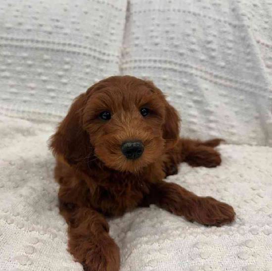 Mini Goldendoodle