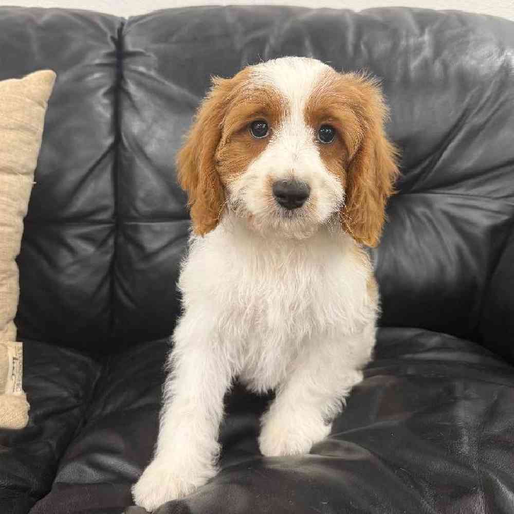 carousel pet images