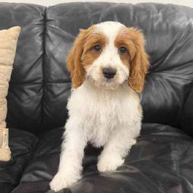 Cavapoo