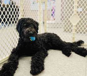Goldendoodle