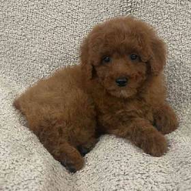 Mini Poodle