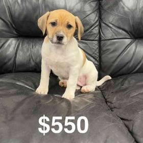 Jack Russell Terrier Mix