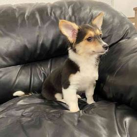 Corgi Mix