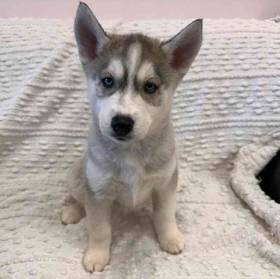 Husky