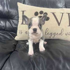 Frenchton