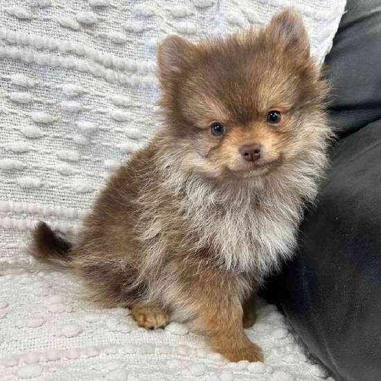Pomeranian
