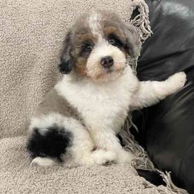 Mini Bernedoodle