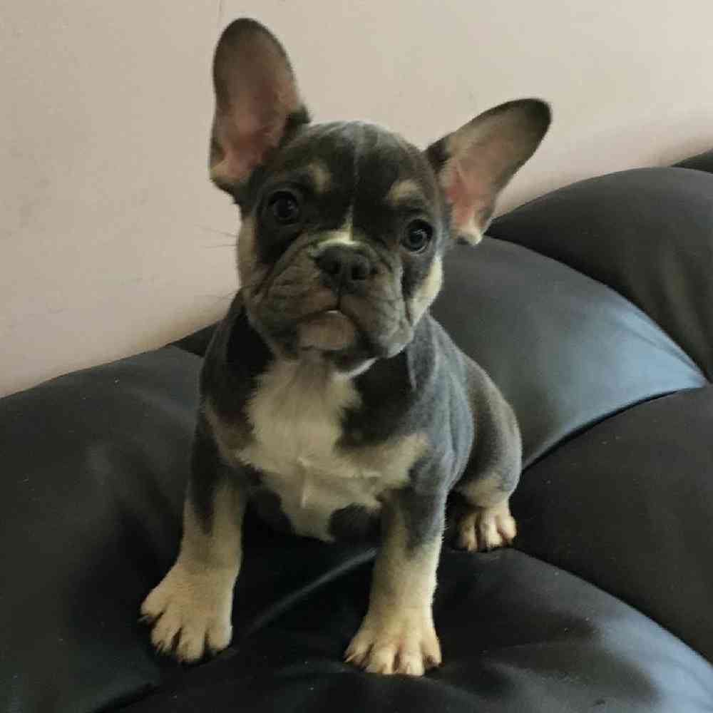 French Bulldog Puppy for sale The Perfect Puppy Plainville MA