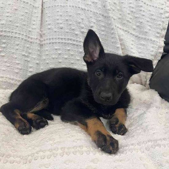 German Shepherd
