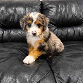Mini  Bernedoodle