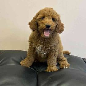 Mini Goldendoodle
