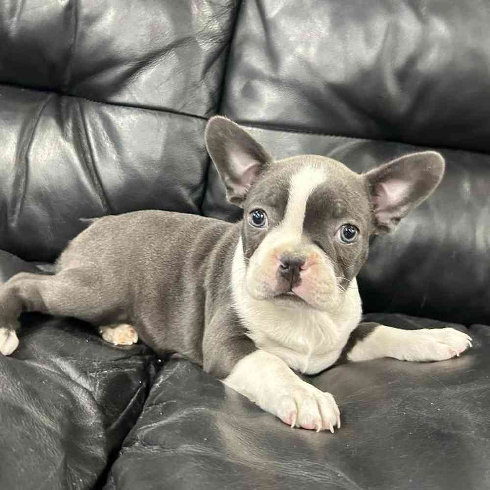 Female Boston Terrier Puppy for Sale in Scituate, RI