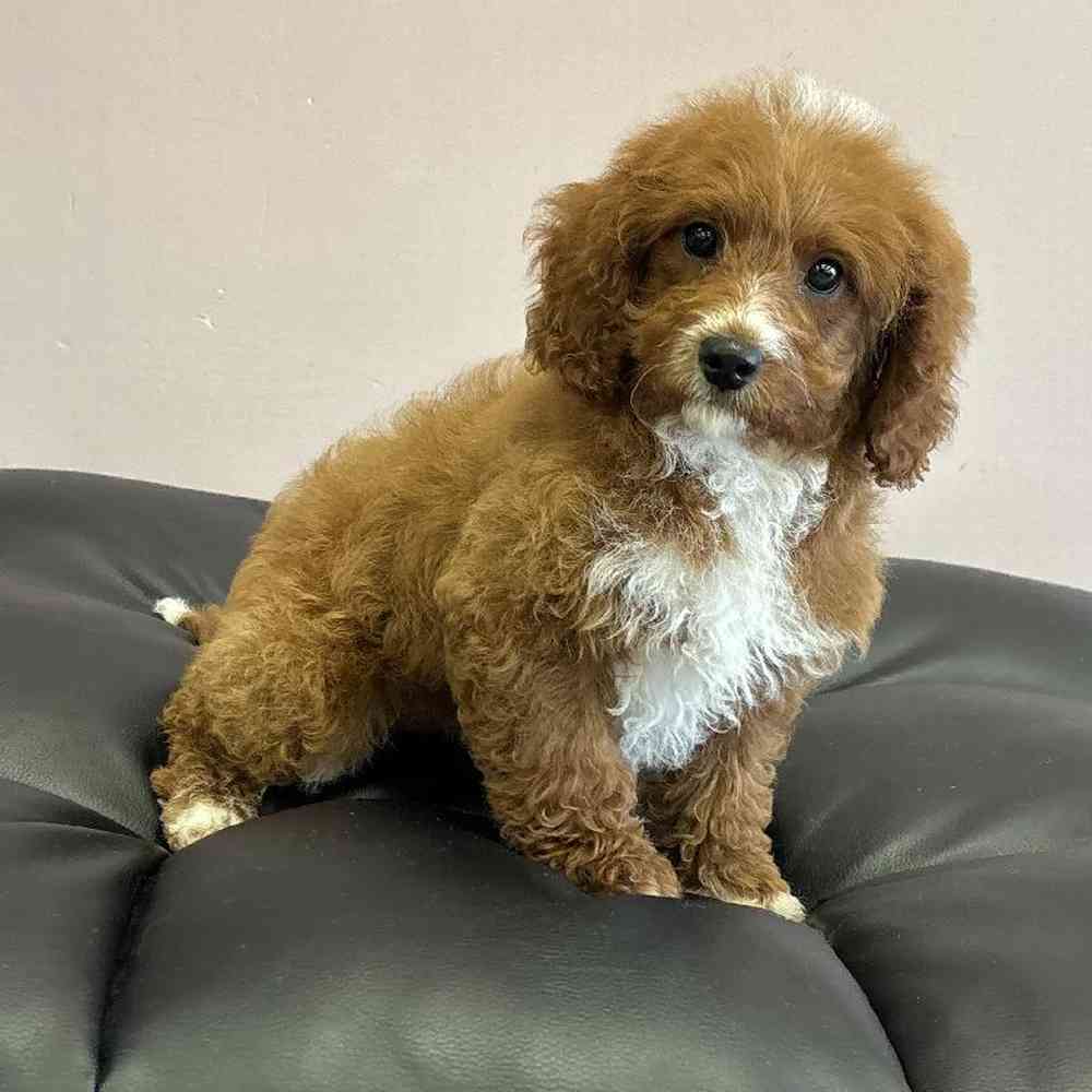 carousel pet images