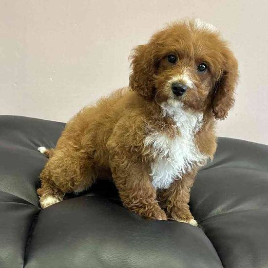 Cavapoo