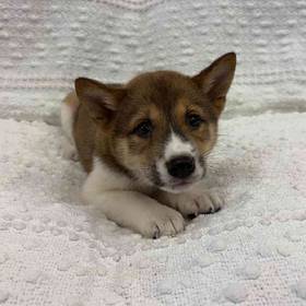Shiba Inu